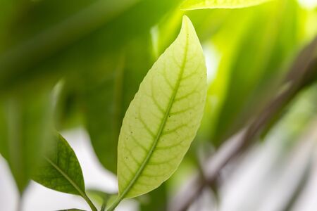 Close Up green leaf under sunlight in the garden. Natural background with copy space.の写真素材