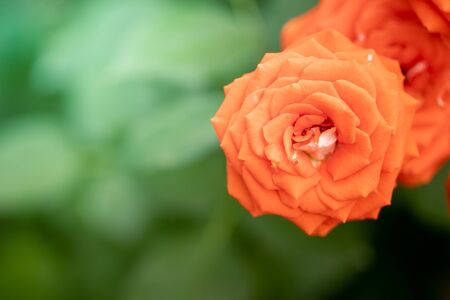 Roses in the garden, Roses are beautiful with a beautiful sunny day.