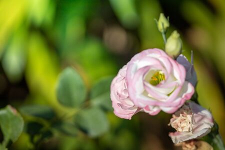 Roses in the garden, Roses are beautiful with a beautiful sunny day.の写真素材