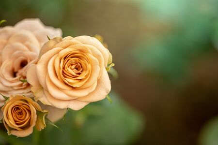 Roses in the garden, Roses are beautiful with a beautiful sunny day.の写真素材