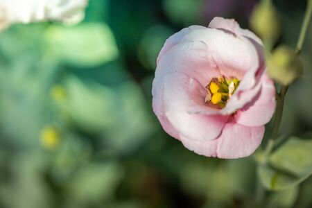Roses in the garden, Roses are beautiful with a beautiful sunny day.の写真素材
