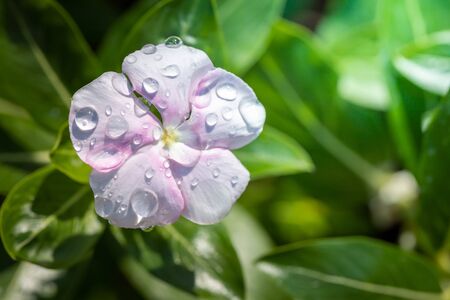 The background image of the colorful flowers, background natureの写真素材