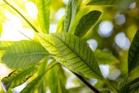 Close Up green leaf under sunlight in the garden. Natural background with copy space.の写真素材
