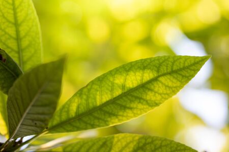 Close Up green leaf under sunlight in the garden. Natural background with copy space.
