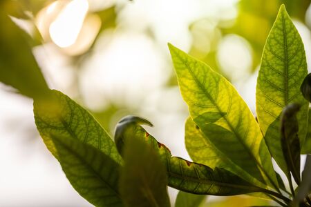 Close Up green leaf under sunlight in the garden. Natural background with copy space.の写真素材