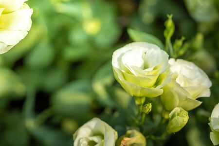 The background image of the colorful flowers, background natureの写真素材