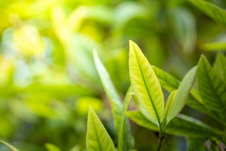 Close Up green leaf under sunlight in the garden. Natural background with copy space.の写真素材