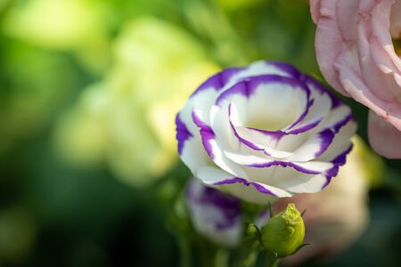 The background image of the colorful flowers, background natureの写真素材