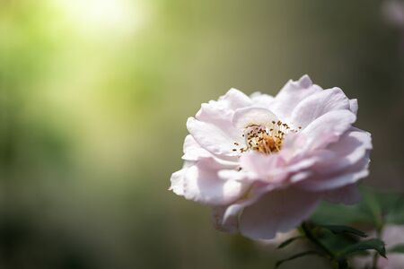 Roses in the garden, Roses are beautiful with a beautiful sunny day.の写真素材