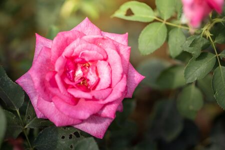 Roses in the garden, Roses are beautiful with a beautiful sunny day.の写真素材