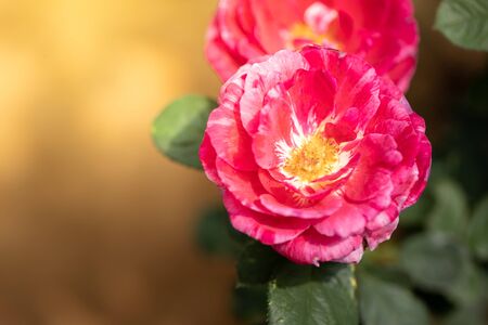 Roses in the garden, Roses are beautiful with a beautiful sunny day.の写真素材