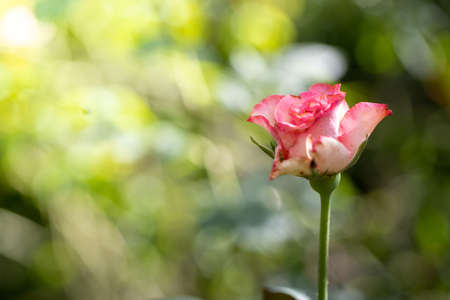 Roses in the garden, Roses are beautiful with a beautiful sunny day.の写真素材