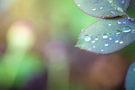 Close Up green leaf under sunlight in the garden. Natural background with copy space.