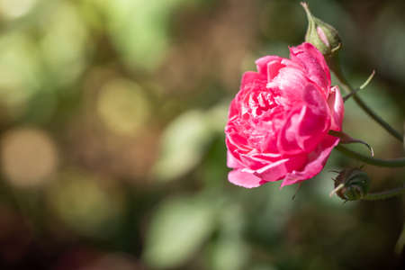 Roses in the garden, Roses are beautiful with a beautiful sunny day.の写真素材