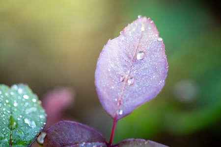 Close Up green leaf under sunlight in the garden. Natural background with copy space.の写真素材