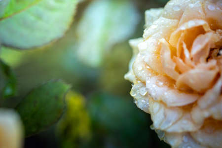 Roses in the garden, Roses are beautiful with a beautiful sunny day.