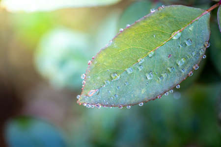 Close Up green leaf under sunlight in the garden. Natural background with copy space.