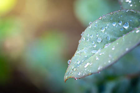 Close Up green leaf under sunlight in the garden. Natural background with copy space.