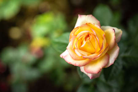 Roses in the garden, Roses are beautiful with a beautiful sunny day.の写真素材