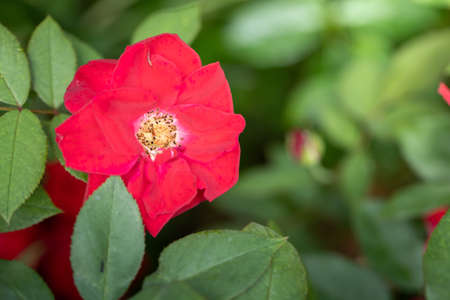 Roses in the garden, Roses are beautiful with a beautiful sunny day.の写真素材