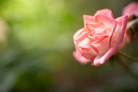 Roses in the garden, Roses are beautiful with a beautiful sunny day.の写真素材