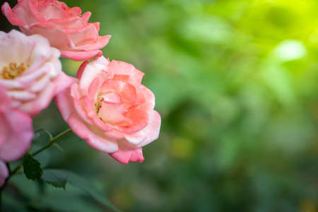 Roses in the garden, Roses are beautiful with a beautiful sunny day.の写真素材