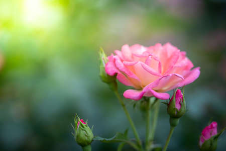 Roses in the garden, Roses are beautiful with a beautiful sunny day.の写真素材