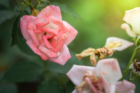 Roses in the garden, Roses are beautiful with a beautiful sunny day.