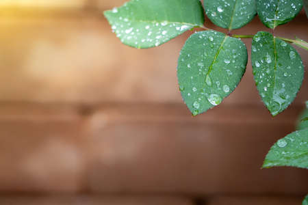 Close Up green leaf under sunlight in the garden. Natural background with copy space.