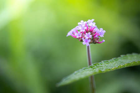 The background image of the colorful flowers, background natureの写真素材