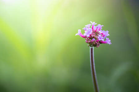 The background image of the colorful flowers, background natureの写真素材