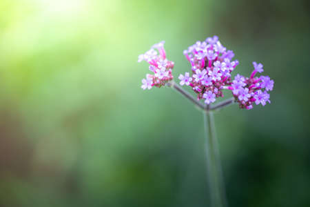 The background image of the colorful flowers, background natureの写真素材