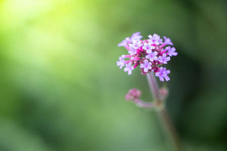 The background image of the colorful flowers, background natureの写真素材