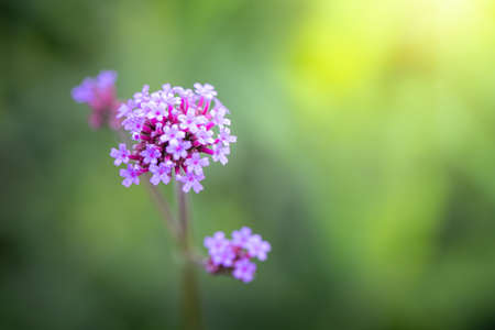 The background image of the colorful flowers, background natureの写真素材