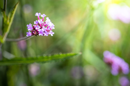 The background image of the colorful flowers, background nature