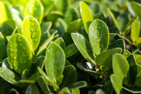 Close Up green leaf under sunlight in the garden. Natural background with copy space.の写真素材