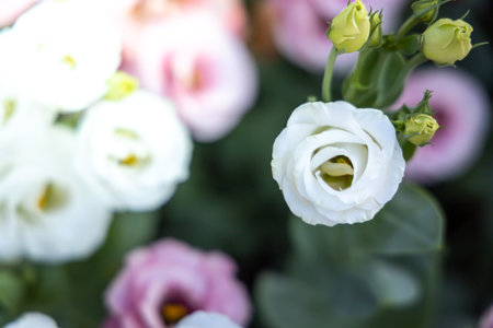 Roses in the garden, Roses are beautiful with a beautiful sunny day.の写真素材