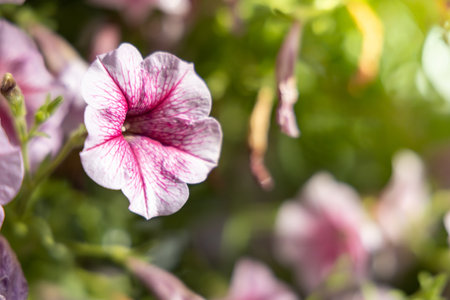 The background image of the colorful flowers, background natureの写真素材