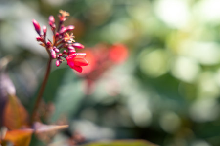 The background image of the colorful flowers, background natureの写真素材