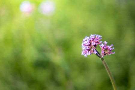 The background image of the colorful flowers, background natureの写真素材
