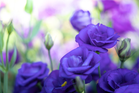 Roses in the garden, Roses are beautiful with a beautiful sunny day.