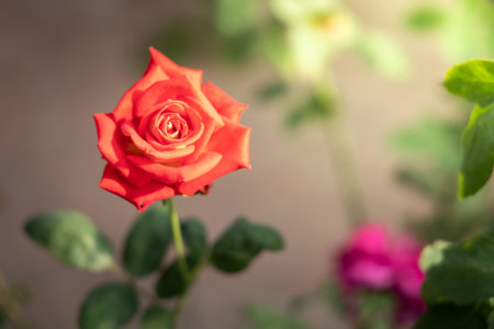 Roses in the garden, Roses are beautiful with a beautiful sunny day.の写真素材