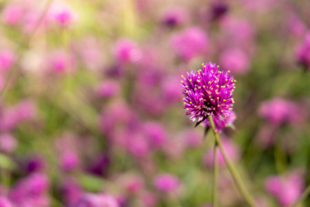 The background image of the colorful flowers, background natureの写真素材