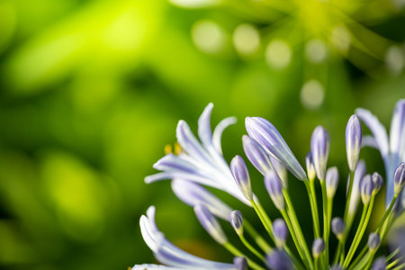 The background image of the colorful flowers, background natureの写真素材