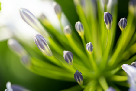 The background image of the colorful flowers, background natureの写真素材