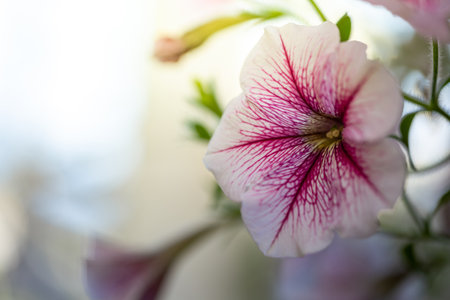 The background image of the colorful flowers, background natureの写真素材