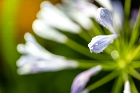 The background image of the colorful flowers, background nature