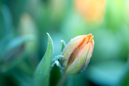 Beautiful bouquet of tulips. colorful tulips. nature background