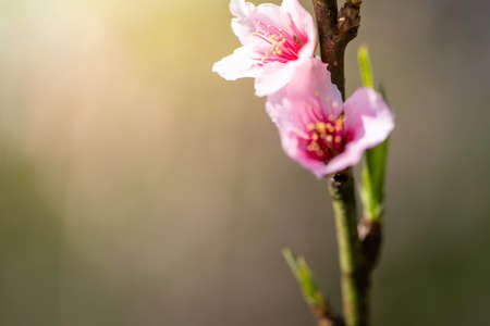 Sakura flowers blooming blossom in Chiang Mai, Thailand, nature backgroundの写真素材