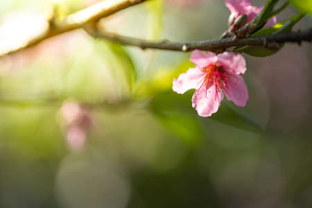Sakura flowers blooming blossom in Chiang Mai, Thailand, nature backgroundの写真素材